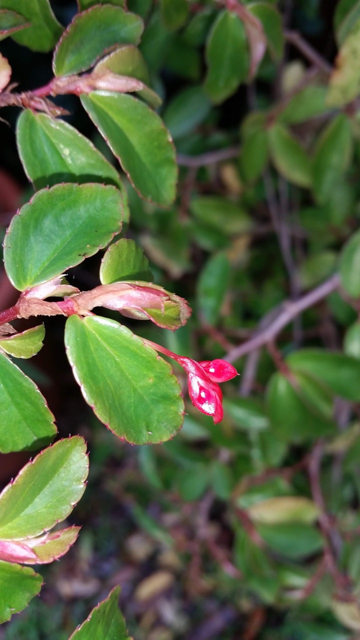 B. ‘Yolanda’